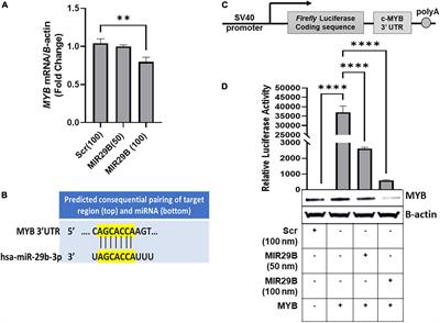 MicroRNA29B induces fetal hemoglobin via inhibition of the HBG repressor protein MYB in vitro and in humanized sickle cell mice